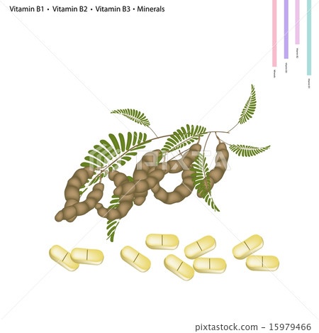 Tamarind Pods with Vitamin B1, B2, B3 and Minerals 15979466