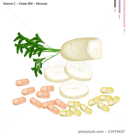 Daikon Radish with Vitamin C, B9 and Minerals Daikon Radish with Vitamin C, B9 and Minerals 15979487