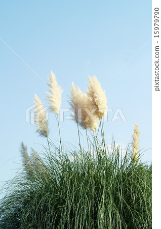 Pampasgrass and sky Pampasgrass and sky 15979790