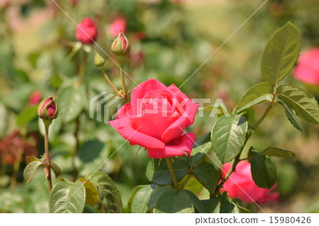 Roses Maria · Crow 15980426