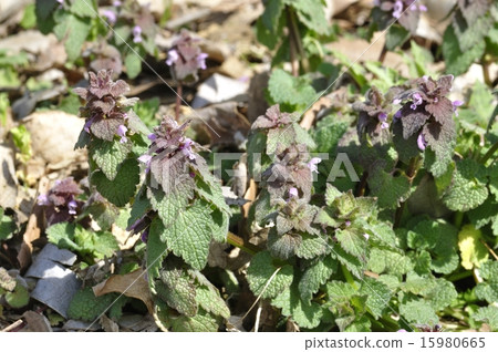 Himeodoricosoum 15980665