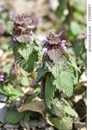 Himeodoricosoum 15980667