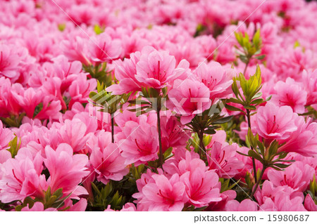 Azalea 15980687