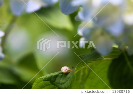 繡球花和蝸牛 繡球花和蝸牛 15980716
