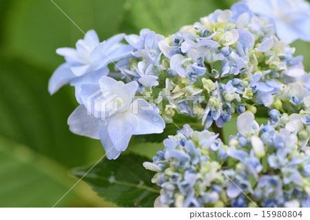 繡球花婚禮花束 15980804