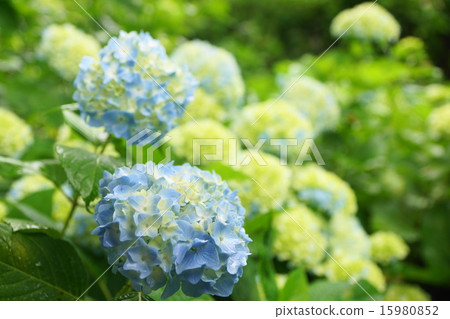 繡球 繡球 15980852