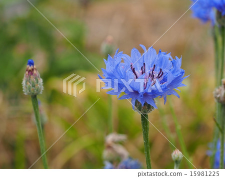 矢車菊 矢車菊 15981225