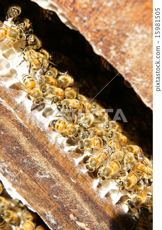 Beekeeping at Vietnam, beehive, bee honey Beekeeping at Vietnam, beehive, bee honey 15981505
