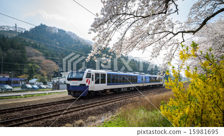 View of cherry blossoms and trains 15981695