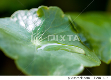 Water drops on leaves Water drops on leaves 15981696