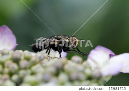 flies 15981723