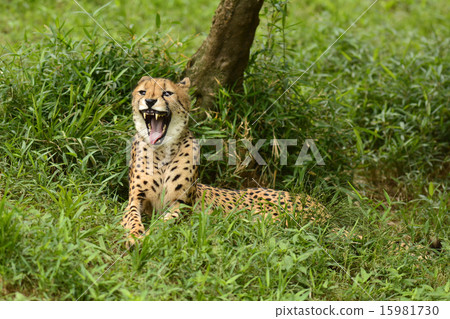 Yawn of Cheetah 15981730