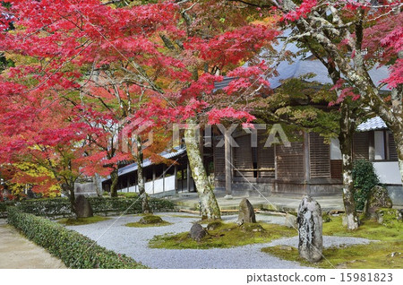 Eigen-ji Temple Autumn leaves 15981823