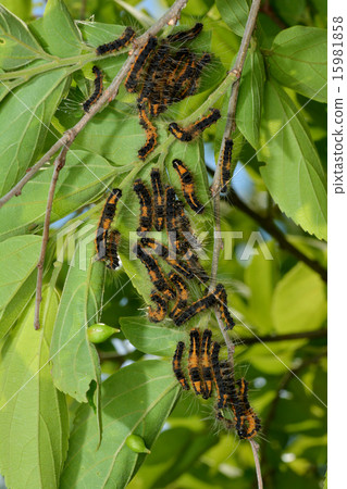 Dokuga (larva) Dokuga (larva) 15981858