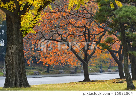 Autumn leaves of the East Gardens of the Imperial Palace Autumn leaves of the East Gardens of the Imperial Palace 15981864