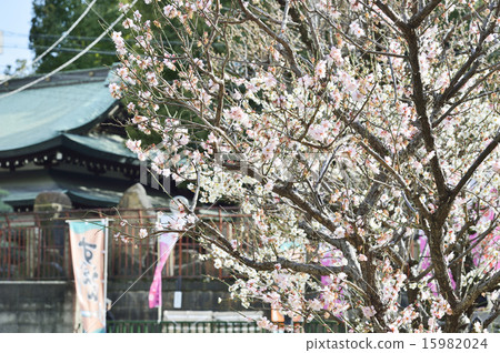 Plums of Osaka Tenmangu Shrine 15982024