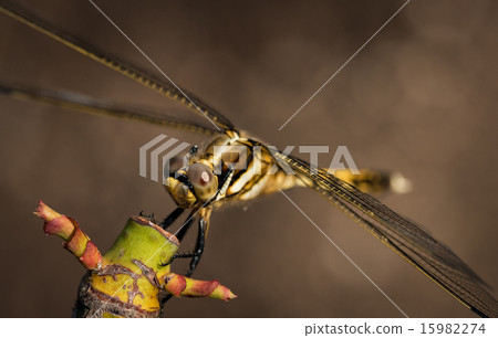Salty dragonfly ♀ 15982274