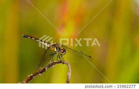 Princess Hime 15982277