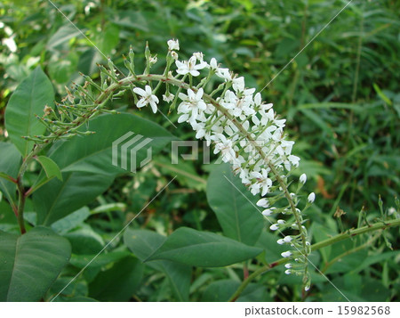 Tranoo花 Tranoo花 15982568