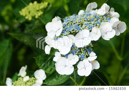 繡球花 繡球花 15982830
