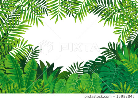tropical rain forest tropical rain forest 15982845