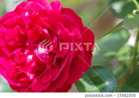 A red rose 15982850