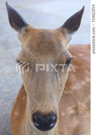 A deer A deer 15982854