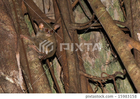 Tarsius indonesian endemic small nocturnal monkey 15983158