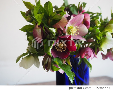 Christmas rose Christmas rose 15983367