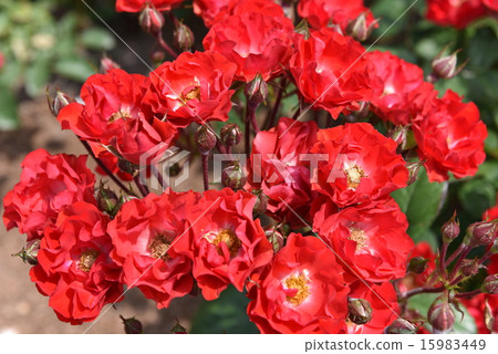 Roses red gathering 15983449