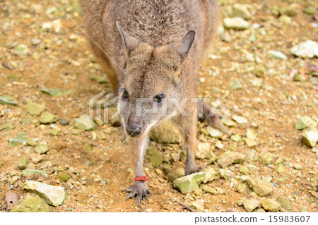 Palma wallaby Palma wallaby 15983607