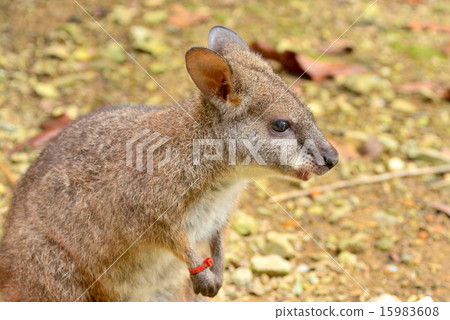 Palma wallaby 15983608