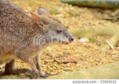 Palma wallaby Palma wallaby 15983610