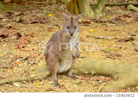 Palma wallaby 15983612