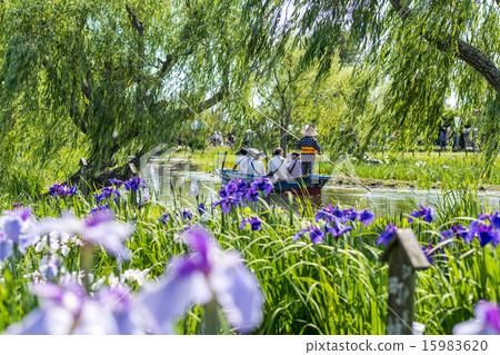 Sahara Ayame Festival 15983620