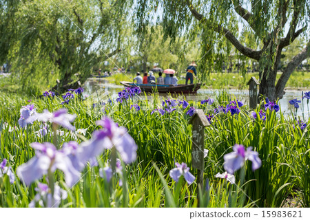 Sahara Ayame Festival 15983621