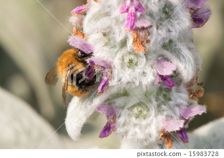 Bee while sucking pollen from flower 15983728