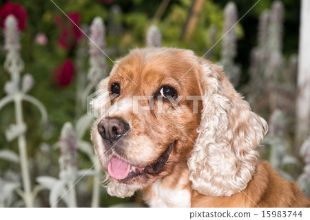Dog puppy cocker spaniel portrait looking at you Dog puppy cocker spaniel portrait looking at you 15983744