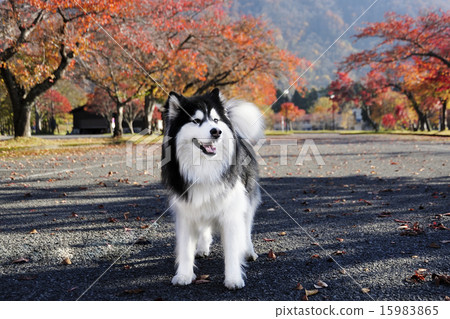 Autumn leaves and Siberian husky 15983865