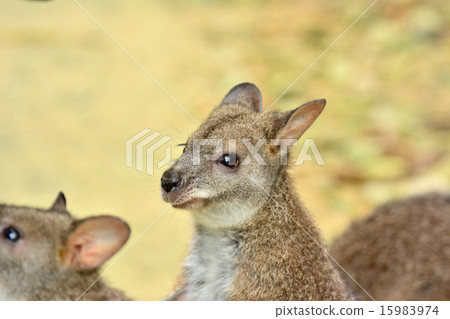 Palma wallaby 15983974
