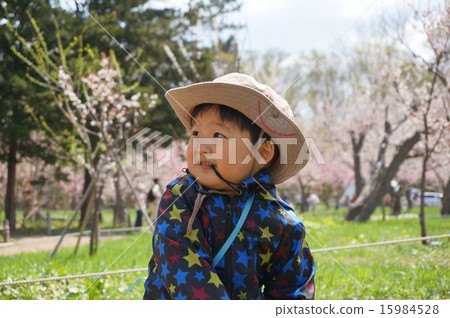Twilight in the spring sunshine cherry blossoms Twilight in the spring sunshine cherry blossoms 15984528