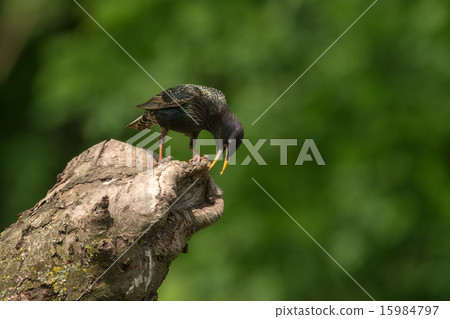 starling 15984797
