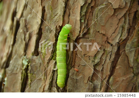 Gunbare~毛蟲的燦爛綠色〜蝴蝶幼蟲 Gunbare~毛蟲的燦爛綠色〜蝴蝶幼蟲 15985448