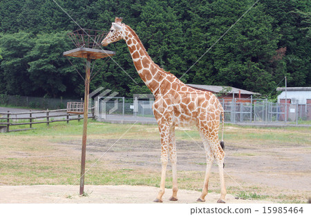 網紋長頸鹿 網紋長頸鹿 15985464