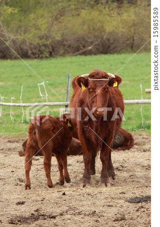 南方牛 南方牛 15985589