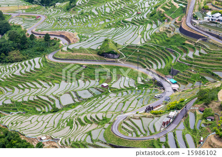 Maruyama Senjita Maruyama Senjita 15986102