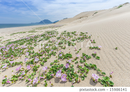 Tottori sand dunes 15986141