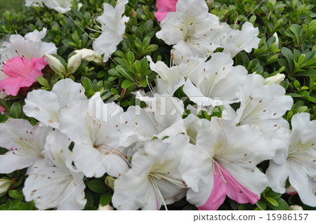 Azalea Azalea 15986157