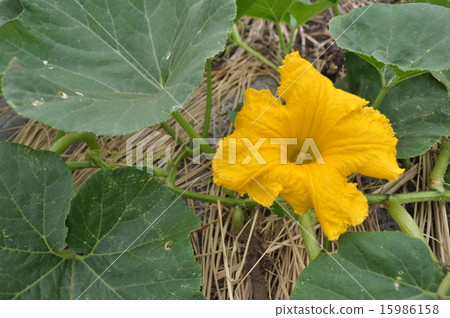 Household vegetable garden (pumpkin, pumpkin) Household vegetable garden (pumpkin, pumpkin) 15986158