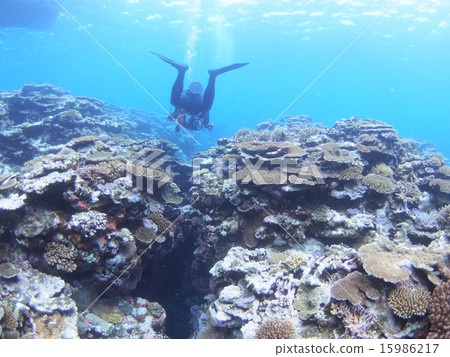 Variety of corals and divers in Okinawa and Iriomote Island Variety of corals and divers in Okinawa and Iriomote Island 15986217